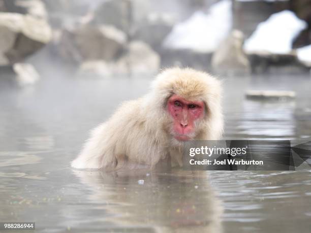 japanese snow monkeys - warburton stock pictures, royalty-free photos & images