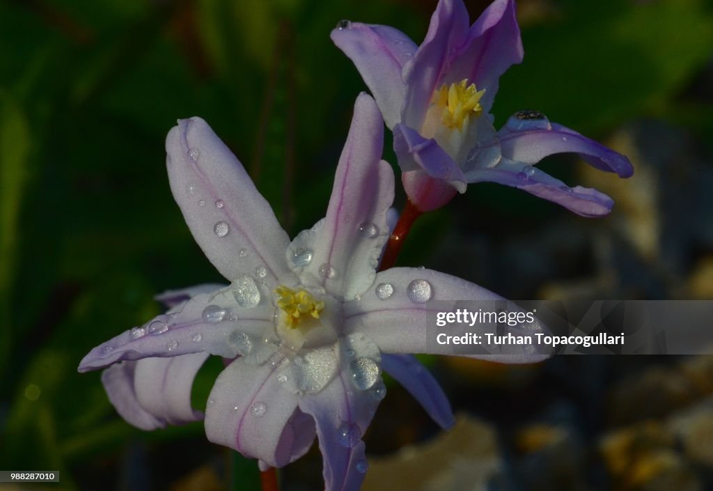 The first beauties of spring