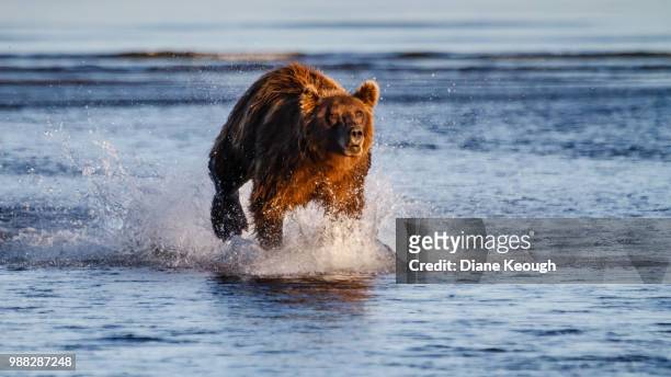 grizzly bear running through the water towards the camera lit by the golden afternoon sun light. - water bear stock pictures, royalty-free photos & images