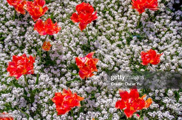 Cardiff Spring 827 Cardiff Spring Stock Photos, High-Res Pictures, and Images - Getty ...