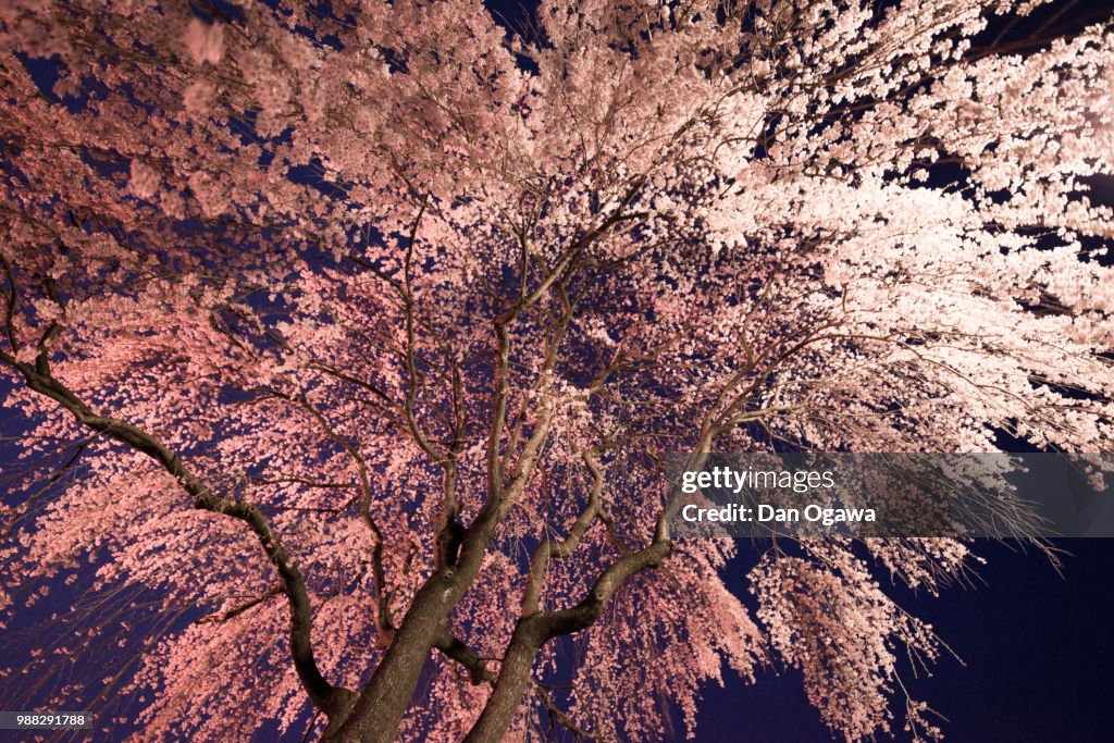 Pink flower roof.