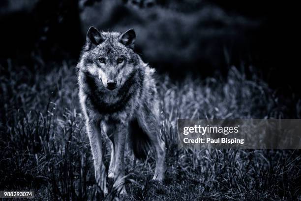 blue wolf - bisping stock pictures, royalty-free photos & images