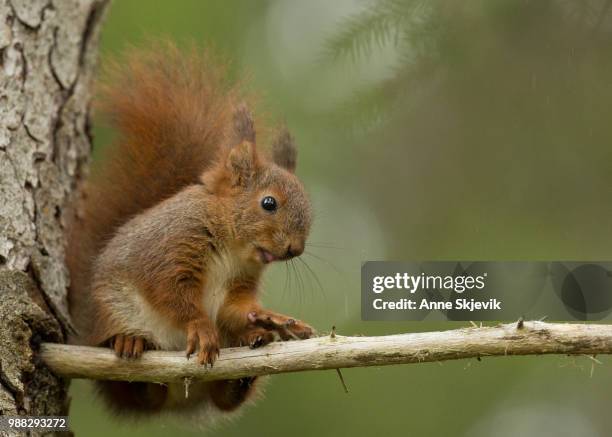 photo by: anne skjevik - american red squirrel stock pictures, royalty-free photos & images