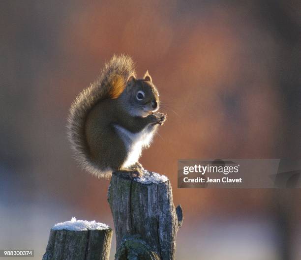 photo by: jean clavet - american red squirrel stock pictures, royalty-free photos & images