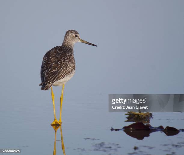 grand chevalier - charadriiformes stock pictures, royalty-free photos & images