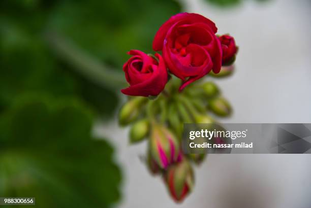 red flower - milad stock pictures, royalty-free photos & images