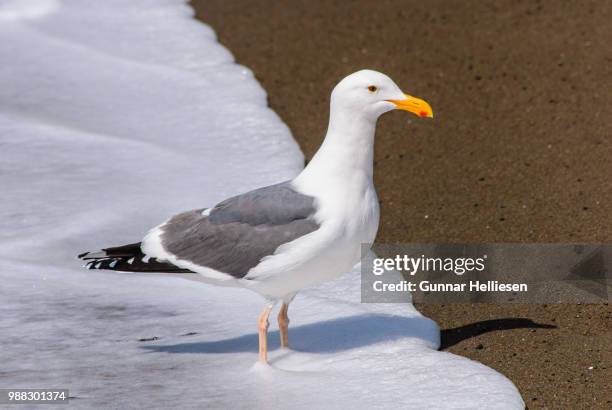 surfgull iii - gunnar helliesen fotografías e imágenes de stock