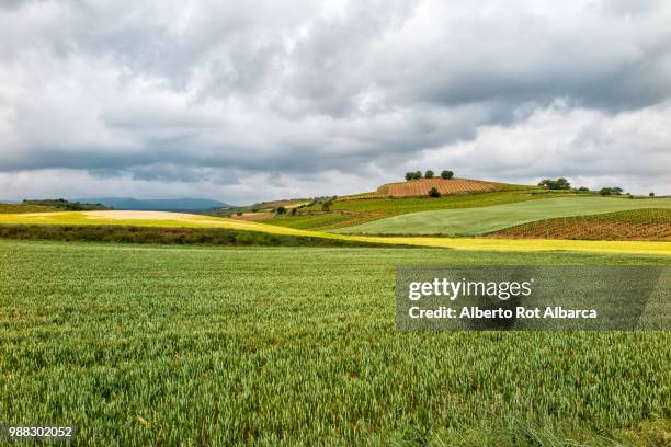 camino de santiago - campos de cereales - cereales stock pictures, royalty-free photos & images