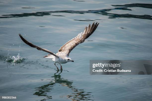 gabbiano, seagull - gabbiano stock pictures, royalty-free photos & images