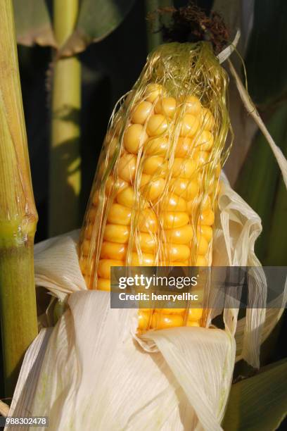 Maize (Color) Photos and Premium High Res Pictures - Getty Images