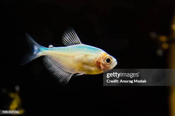 glass tetra fish.jpg - tetra images stock pictures, royalty-free photos & images