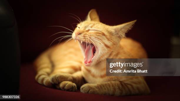 the yawn! - amrita stockfoto's en -beelden