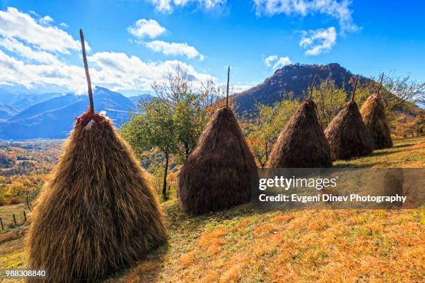 balkan mountains, bulgaria - october 2012: pastoral scene at autumn time - evgeni dinev stock pictures, royalty-free photos & images