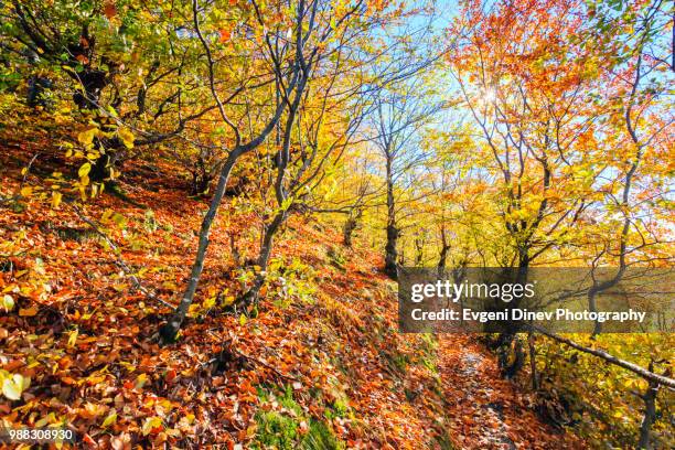 balkan mountains, bulgaria - october 2012: pastoral scenes at autumn time - evgeni dinev stock pictures, royalty-free photos & images