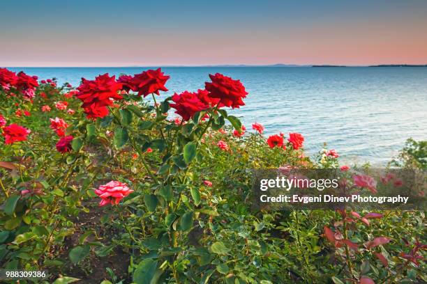 bulgaria, black sea - july 2012: red roses by the sea - evgeni dinev stock pictures, royalty-free photos & images