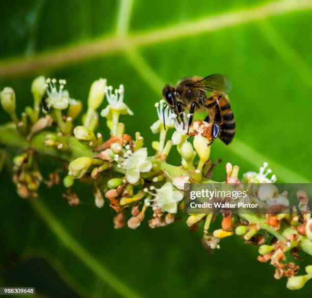 shooting d'abeille - martinique - abeille 個照片及圖片檔