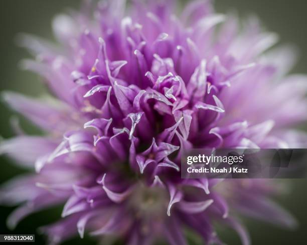dark edged chive - edged stock pictures, royalty-free photos & images