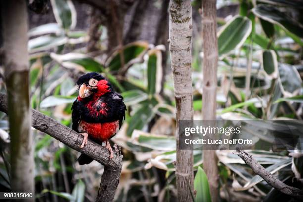 red and black - orto stock-fotos und bilder