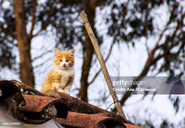 el gato en el tejado - tejado stock pictures, royalty-free photos & images