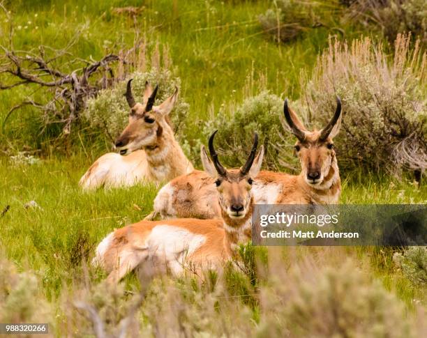 Blue Spring Buck 2,597 Spring Buck Stock Photos, High-Res Pictures, and Images - Getty ...