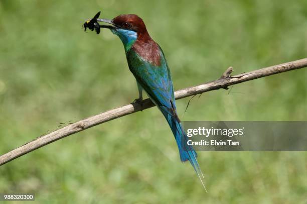 blue-throated bee-eater (merops viridis) - merops viridis viridis stock pictures, royalty-free photos & images