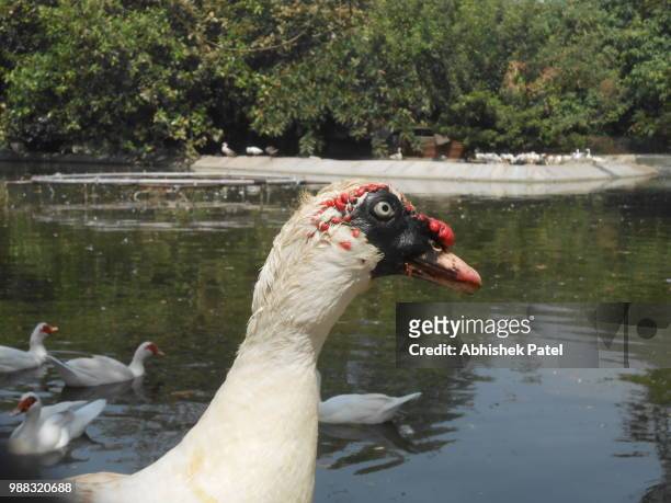 duck with black mouth - muscovy duck stockfoto's en -beelden