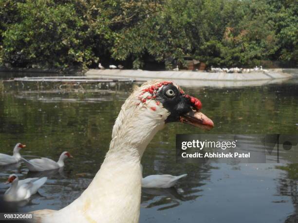 duck with black mouth - muscovy duck stock pictures, royalty-free photos & images