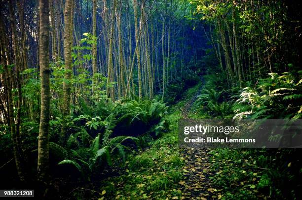 redwood creek trail - blake green stockfoto's en -beelden