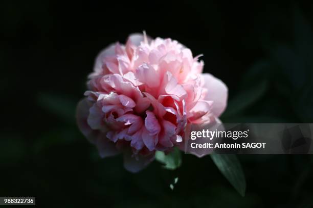 pivoine - peony - pivoine 個照片及圖片檔