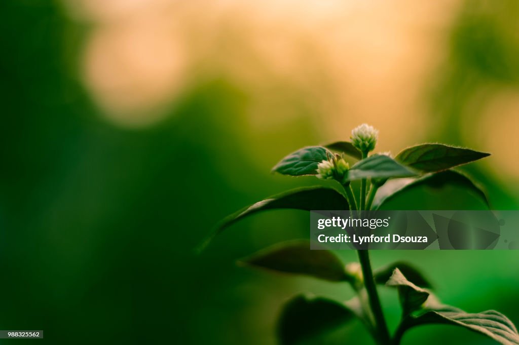 Lively nature