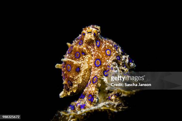 blue-ringed octopus - blue ringed octopus stock pictures, royalty-free photos & images