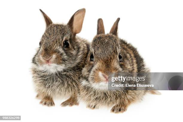 two baby bunny rabbits - cottontail stock pictures, royalty-free photos & images