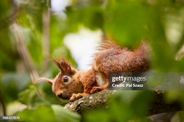 curious squirrel - american red squirrel stock pictures, royalty-free photos & images