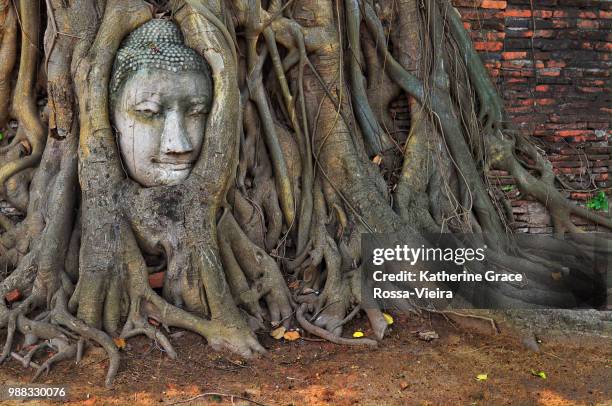 buddha statue beneath tree roots in ayutthaya, thailand. - buddha face stock-fotos und bilder