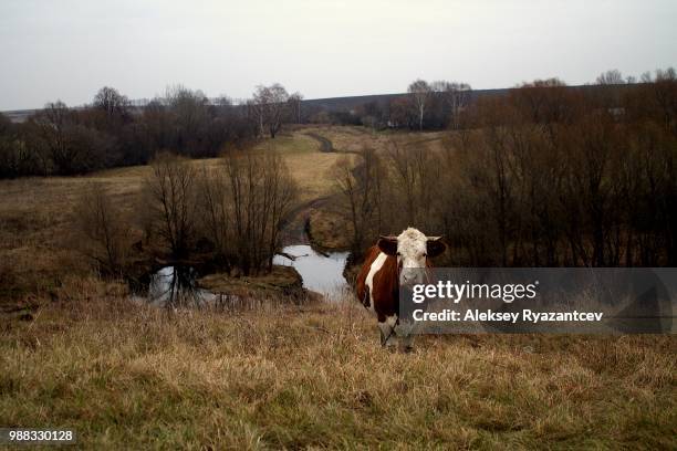 Spring Farm Sad 656 Sad Farm Animals Stock Photos, High-Res Pictures, and Images ...