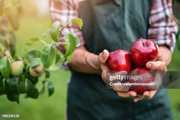 mature farmer holding red apples - water apples stock pictures, royalty-free photos & images