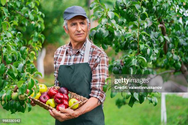 mature farmer holding basket with apples - water apples stock pictures, royalty-free photos & images