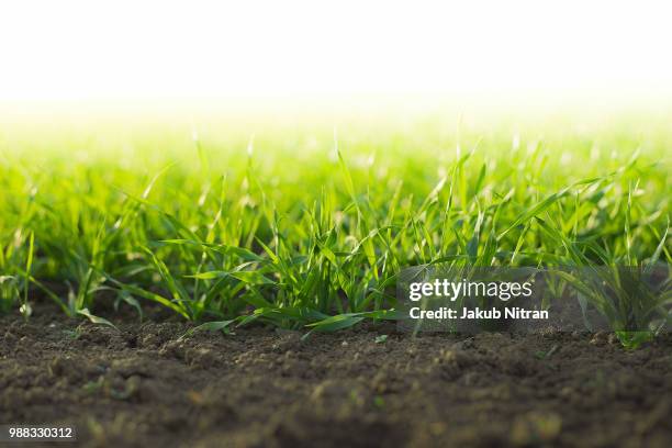 green wheat - grass dirt stock-fotos und bilder