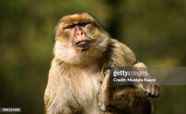 Scratchcing 315 Monkey Scratching Stock Photos, High-Res Pictures, and Images ...