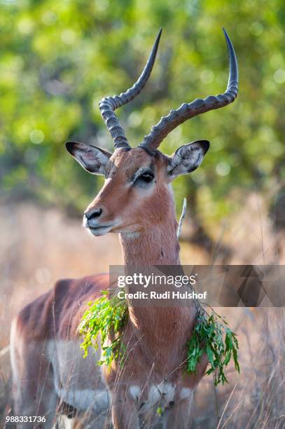 Impala 170 Red Impala Stock Photos, High-Res Pictures, and Images - Getty Images