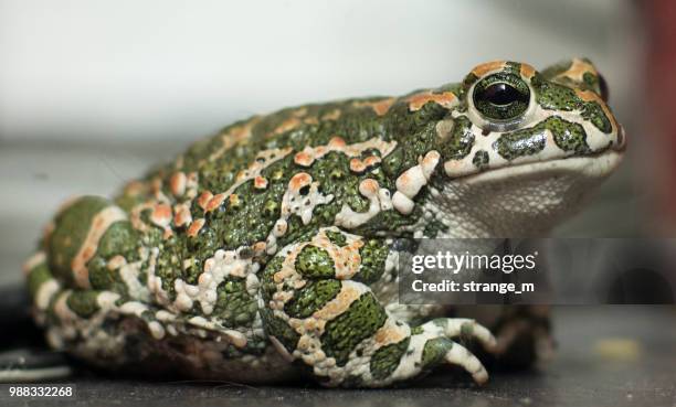 frog in search of house - anura stock pictures, royalty-free photos & images