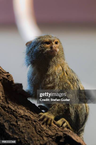 monkey - pygmy marmoset stock pictures, royalty-free photos & images