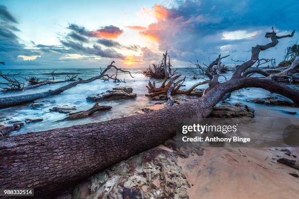 fallen trees by atlantic ocean in big talbot island state park, jacksonville, florida, usa - big talbot island florida stock pictures, royalty-free photos & images