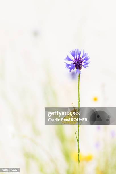 le souci du bleuet - bleuet stock pictures, royalty-free photos & images