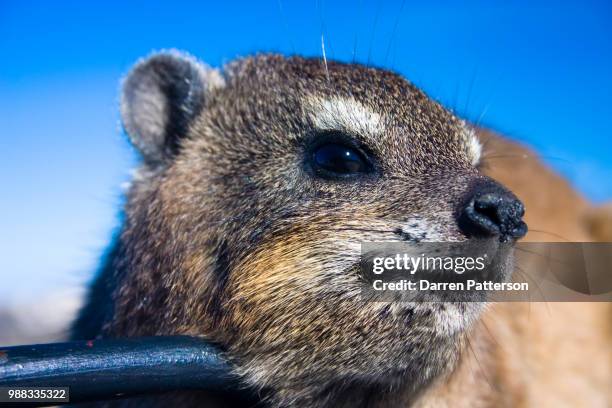 is this my best side? - rock hyrax stock pictures, royalty-free photos & images