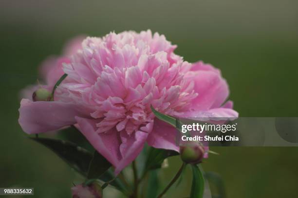 peony sarah bernhardt - bernhardt stock-fotos und bilder