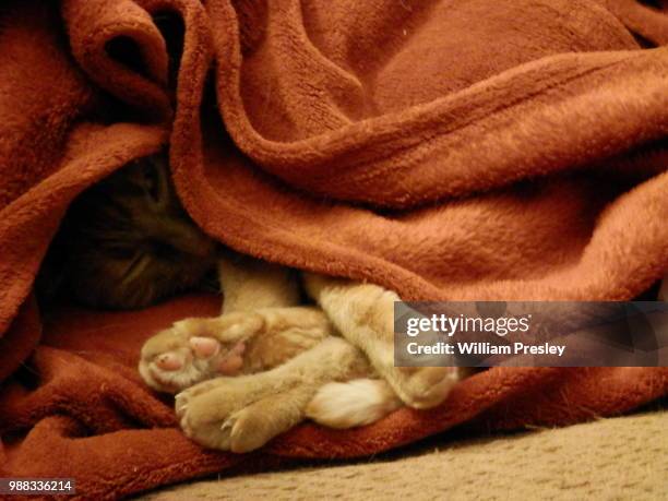 catnapping - hood ornament stock pictures, royalty-free photos & images