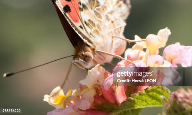 papillon sous le soleil du sud - papillon stock pictures, royalty-free photos & images