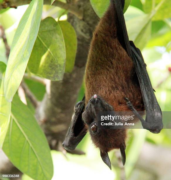 flying fox - anna fox stock pictures, royalty-free photos & images
