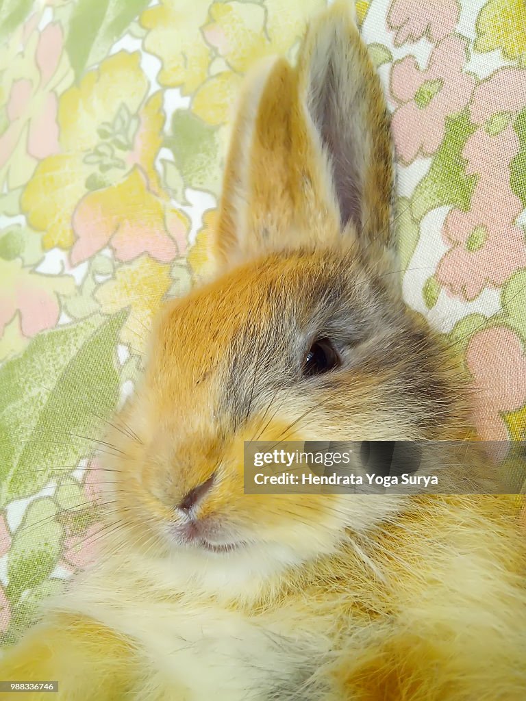 Cute rabbit